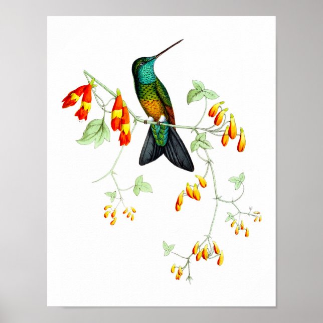 Hummingbird No.6 Antique Natural History Print. Poster (Front)