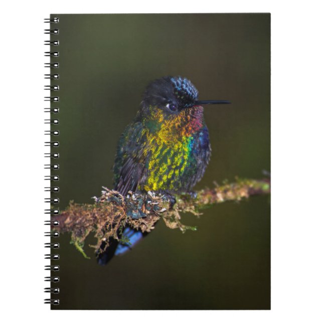 Hummingbird Notebook (Front)