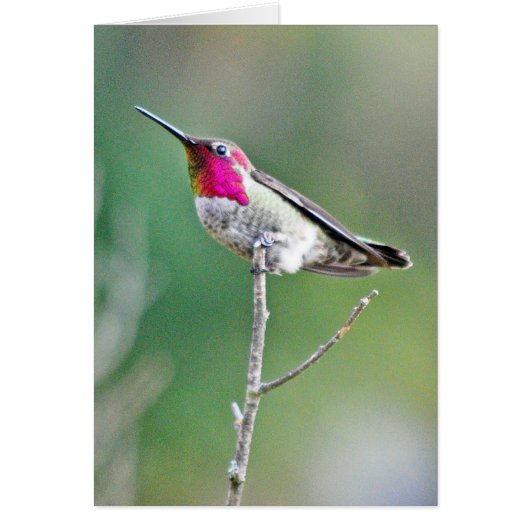 Hummingbird on a branch cards (Front)