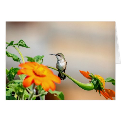 Hummingbird on a flowering plant