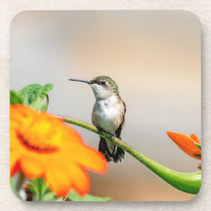 Hummingbird on a flowering plant beverage coaster