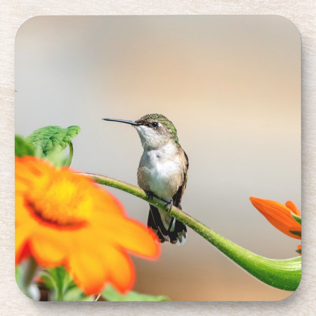 Hummingbird on a flowering plant beverage coaster (Front)