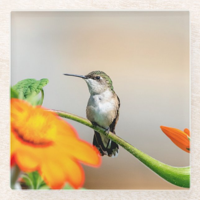 Hummingbird on a flowering plant glass coaster (Front)
