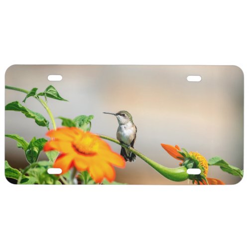 Hummingbird on a flowering plant license plate
