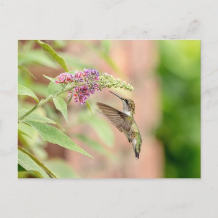 Hummingbird On A Flowering Plant Postcard