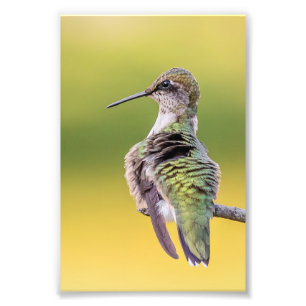 Hummingbird On Alert Photo Print