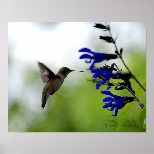 Hummingbird on Blue Salvia Poster