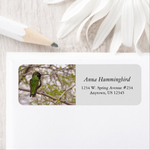 Hummingbird On Branch Spring Time Green Colors Label
