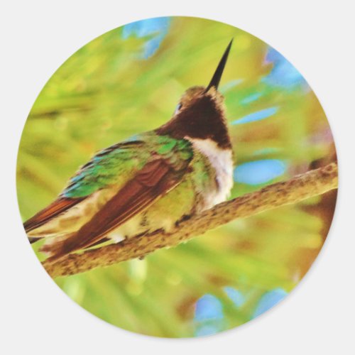 Hummingbird on evergreen classic round sticker