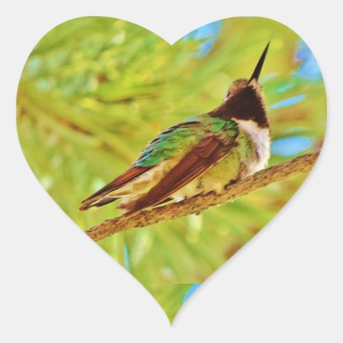 Hummingbird on evergreen heart sticker