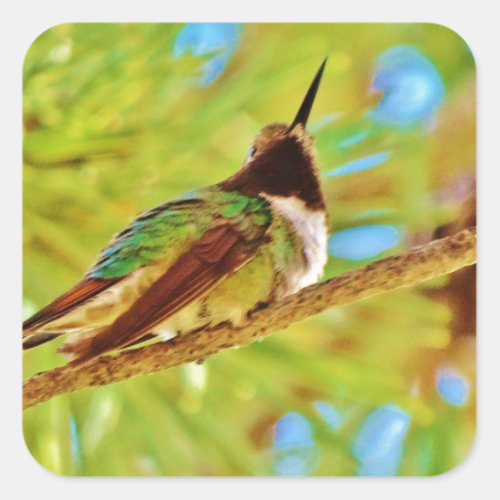 Hummingbird on evergreen square sticker