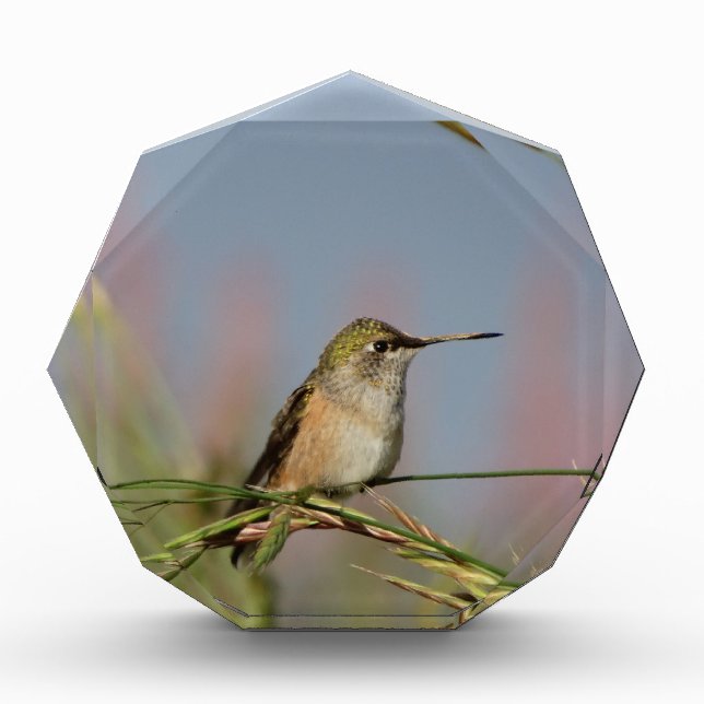 hummingbird on grass acrylic award (Front)