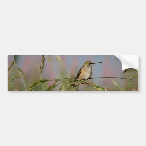 hummingbird on grass bumper sticker