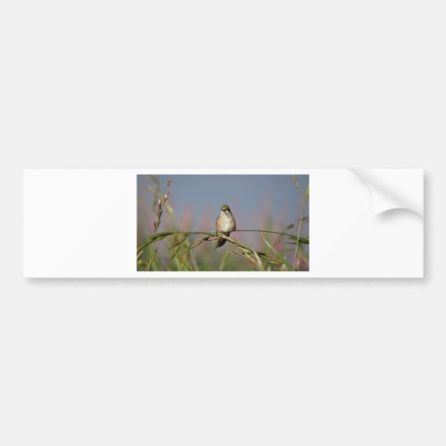 hummingbird on grass bumper sticker