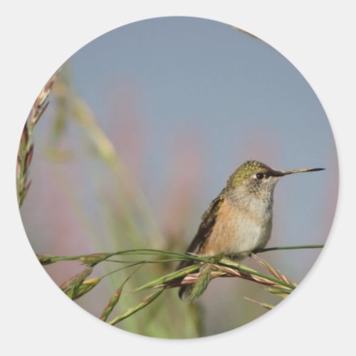 hummingbird on grass classic round sticker