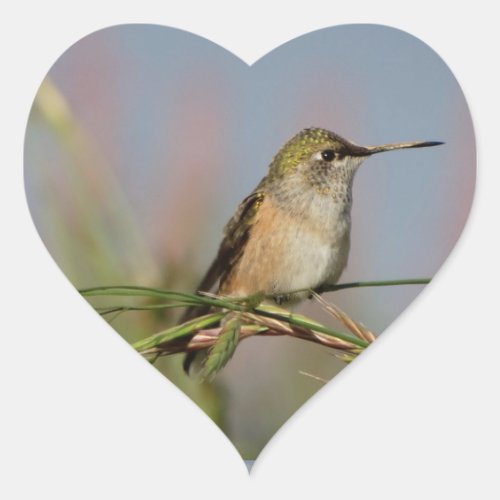 hummingbird on grass heart sticker