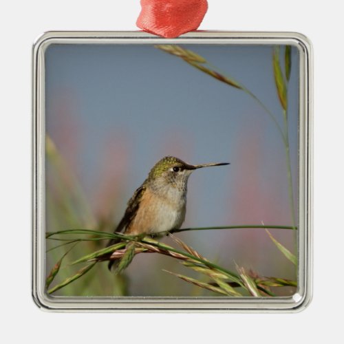 hummingbird on grass metal ornament