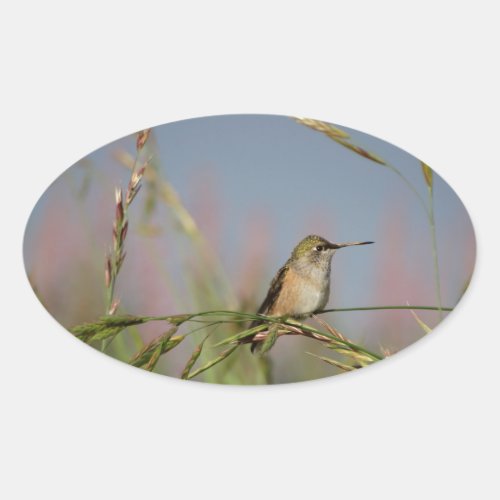 hummingbird on grass oval sticker