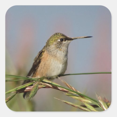 hummingbird on grass square sticker