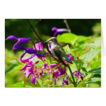 Hummingbird on Hummingbird Mint Colorful Nature Cards