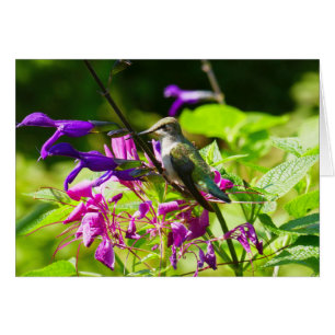 Hummingbird on Hummingbird Mint Colorful Nature Cards