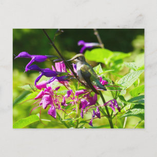 Hummingbird on Hummingbird Mint Colorful Nature Postcard