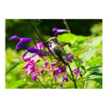 Hummingbird on Hummingbird Mint Colorful Nature Poster