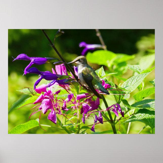 Hummingbird on Hummingbird Mint Colorful Nature Poster (Front)