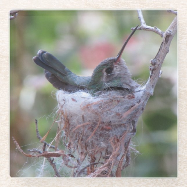 Hummingbird on Nest Glass Coaster (Front)