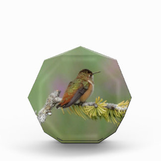 Hummingbird on pine award