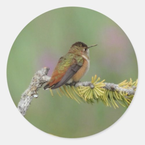 Hummingbird on pine classic round sticker