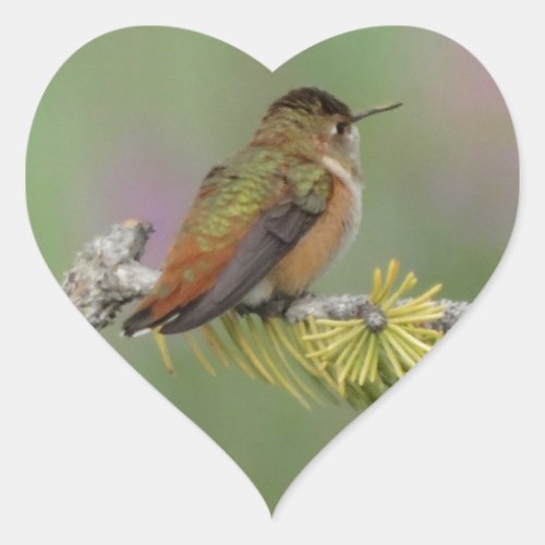 Hummingbird on pine heart sticker