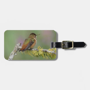 Hummingbird on pine luggage tag