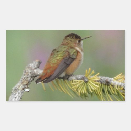 Hummingbird on pine rectangular sticker