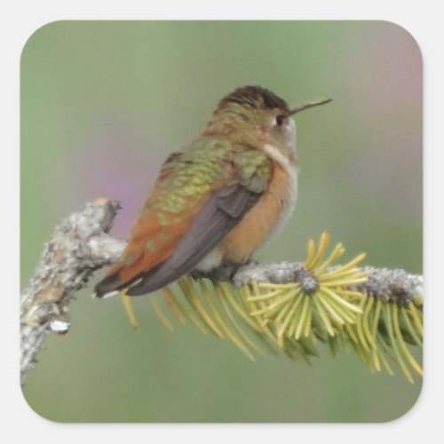 Hummingbird on pine square sticker