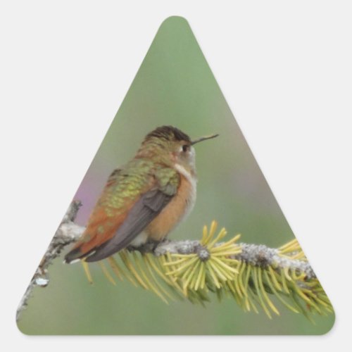Hummingbird on pine triangle sticker