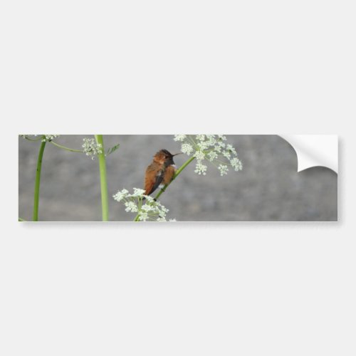 Hummingbird on Queen Anns lace flower Bumper Sticker