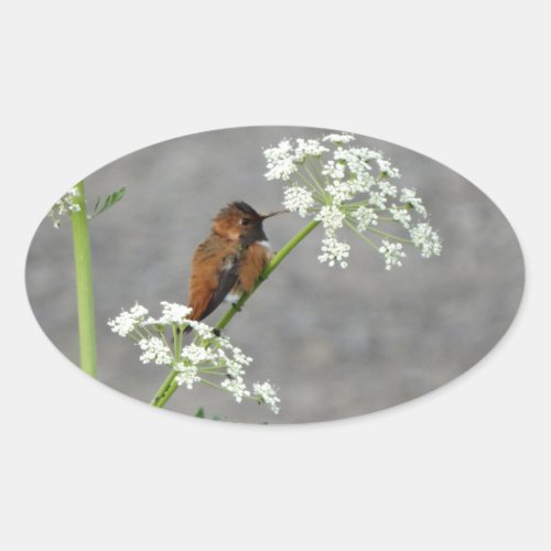 Hummingbird on Queen Anns lace flower Oval Sticker