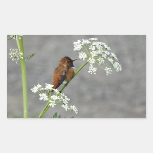 Hummingbird on Queen Anns lace flower Rectangular Sticker