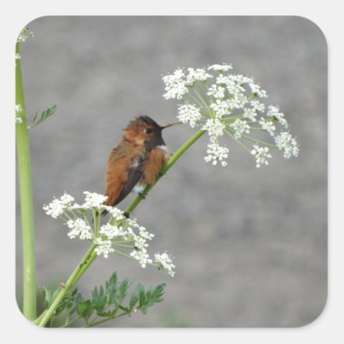 Hummingbird on Queen Anns lace flower Square Sticker