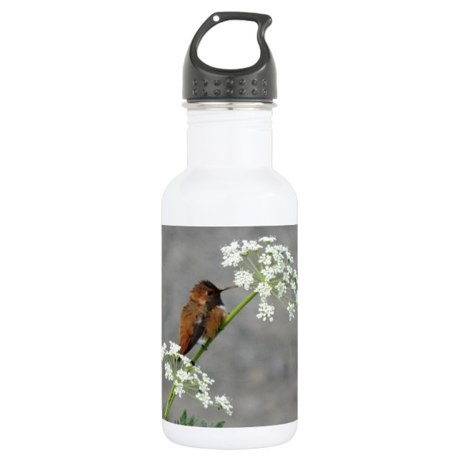 Hummingbird on Queen Ann's lace flower Stainless Steel Water Bottle (Front)