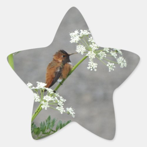 Hummingbird on Queen Anns lace flower Star Sticker