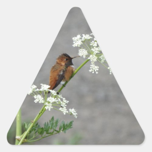 Hummingbird on Queen Anns lace flower Triangle Sticker