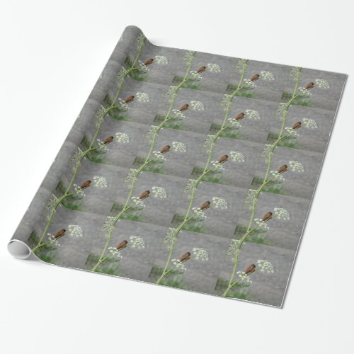 Hummingbird on Queen Anns lace flower Wrapping Paper