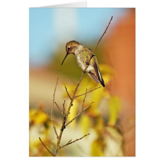Hummingbird on twig cards (Front)