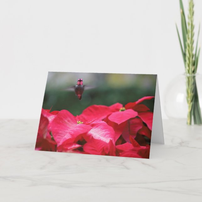 Hummingbird over Christmas poinsettias Card (Front)