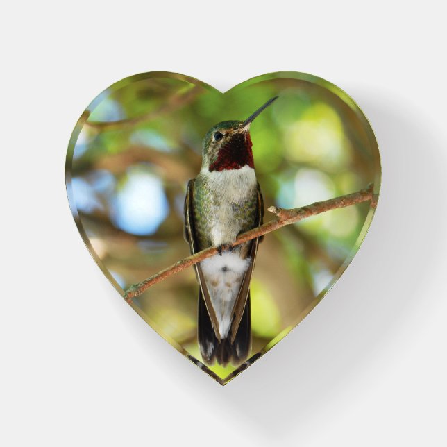 Hummingbird Paperweight (Front)