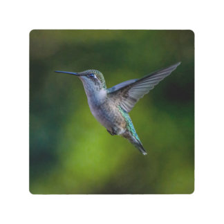 Hummingbird-Passing Through Metal Print