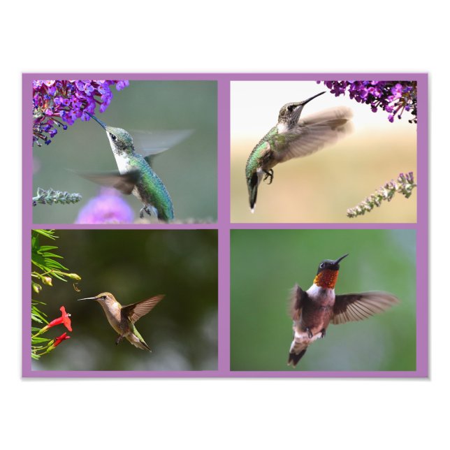 Hummingbird Photo Collage (Front)