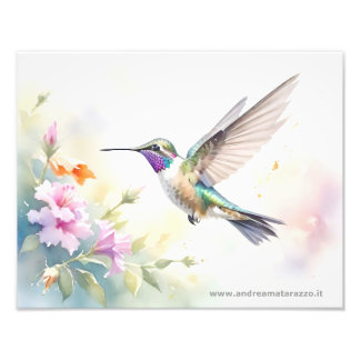 Hummingbird Photo Print